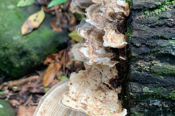 Rainforest River Nature Walk Adventure and Luquillo Beach - Who Should Consider This Tour?