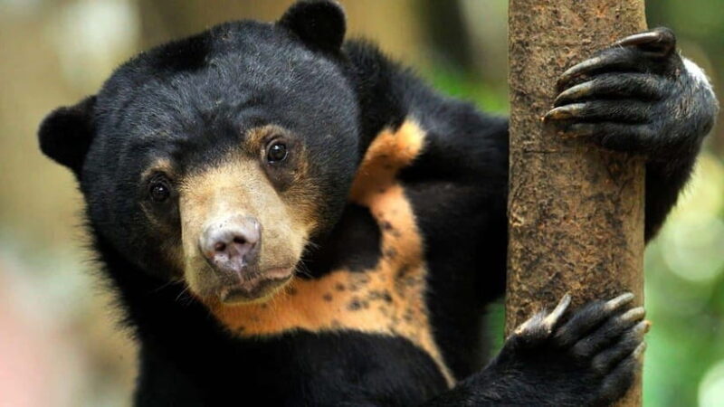 Rainforest Tour, Labuk Bay, Sun Bear & Sepilok | Sandakan - Rainforest Tour, Labuk Bay, Sun Bear & Sepilok | Sandakan
