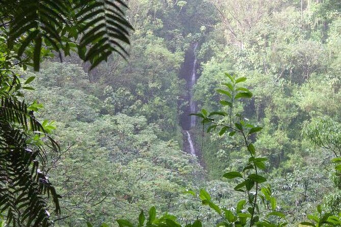 Rainforest Waterfall Trail and Shuttle Service - A Deep Dive into the Rainforest Waterfall Trail and Shuttle Experience