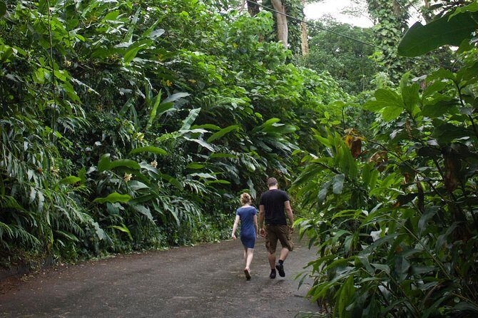 Rainforest Waterfall Trail and Shuttle Service - Final Thoughts: Who Is This Tour Best For?