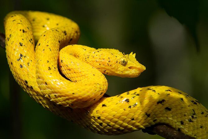 Rainmaker Park Hanging Bridges & Waterfalls Tour with Jade Tours - Final Thoughts