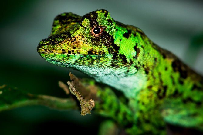 Rainmaker Park Hanging Bridges & Waterfalls Tour with Jade Tours - FAQs