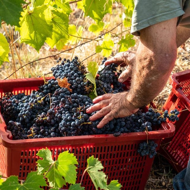 Raise a Glass: Exclusive Wine Experiences Near Orvieto - Raise a Glass: Exclusive Wine Experiences Near Orvieto