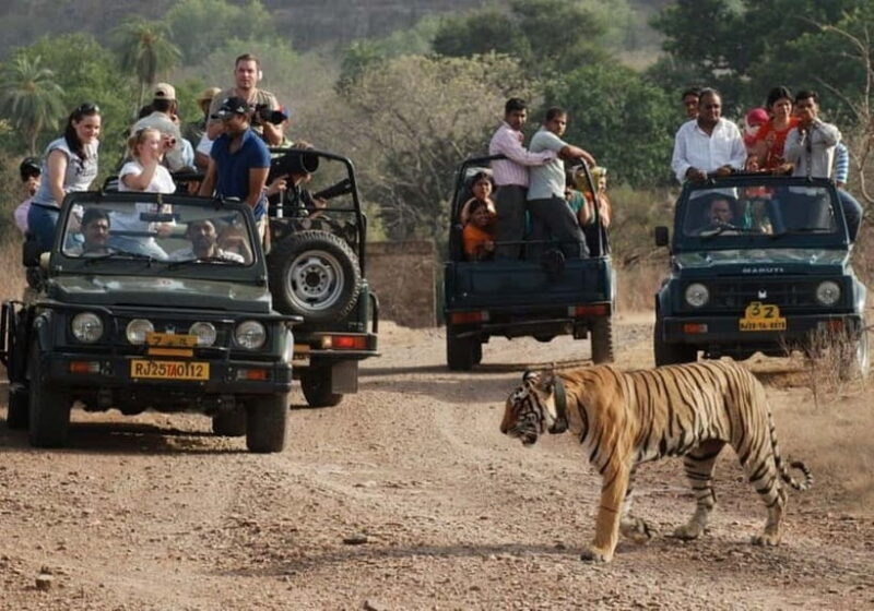 Rajasthan: Ranthambore National Park Safari - Exploring Ranthambore: A Closer Look at the Safari