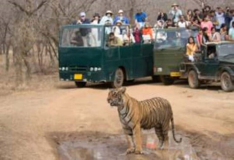 Rajasthan: Ranthambore National Park Safari - What the Reviews Say