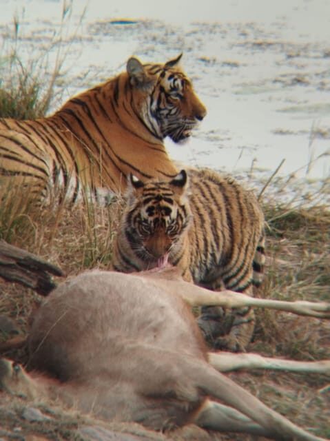 Rajasthan: Ranthambore National Park Safari - FAQs