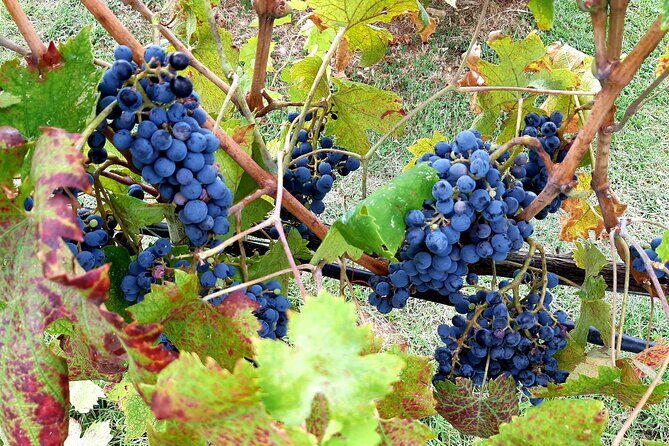 "Ramble Through The Rolling Hills Of Chianti" with lunch & Wine Tastings - Key Points