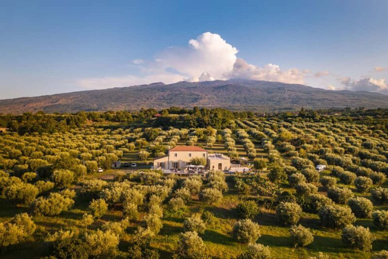 Randazzo: Extra virgin olive oil tasting and olive grove tour - The Art of Olive Oil Tasting