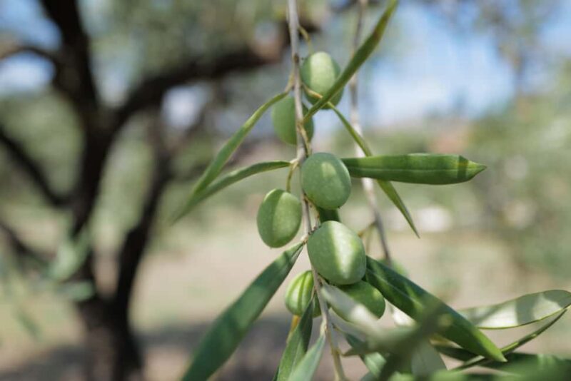 Randazzo: Extra virgin olive oil tasting and olive grove tour - The Flavors and Local Products