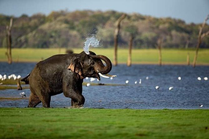 Rangiri Jeep Safari Sigiriya Lion Rock & Evening Jeep Safari - In-Depth Look at the Tour Experience