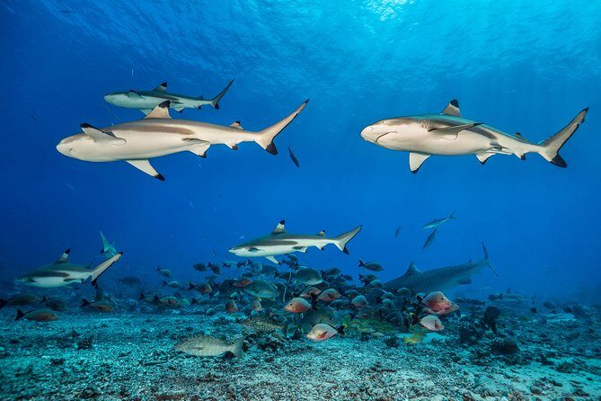Rangiroa Fun Certified Scuba dive - Discovering the Magic of Rangiroa’s Underwater World
