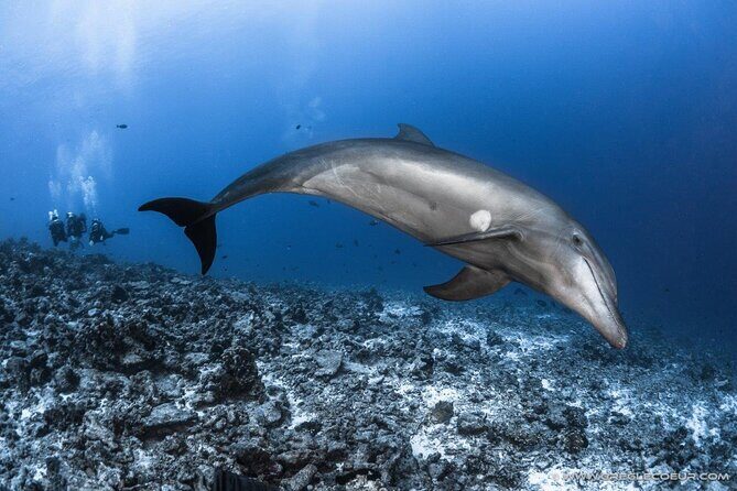 Rangiroa Fun Certified Scuba dive - Why This Tour Makes Sense for You