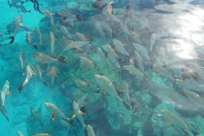 Rangiroa Snorkeling and Dolphin Cruise - Exploring the Journey: What to Expect from Start to Finish