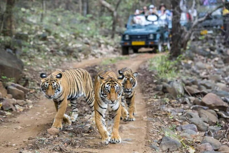 Ranthambhore: Ranthambhore Tiger Reserve Booking - A Detailed Look at the Ranthambhore Safari Experience