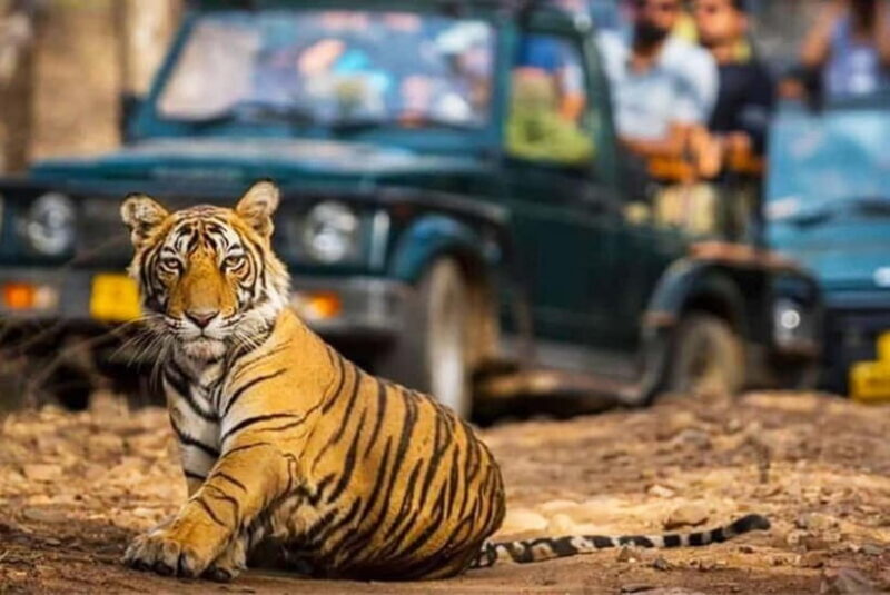 Ranthambhore: Ranthambhore Tiger Reserve Booking - FAQ