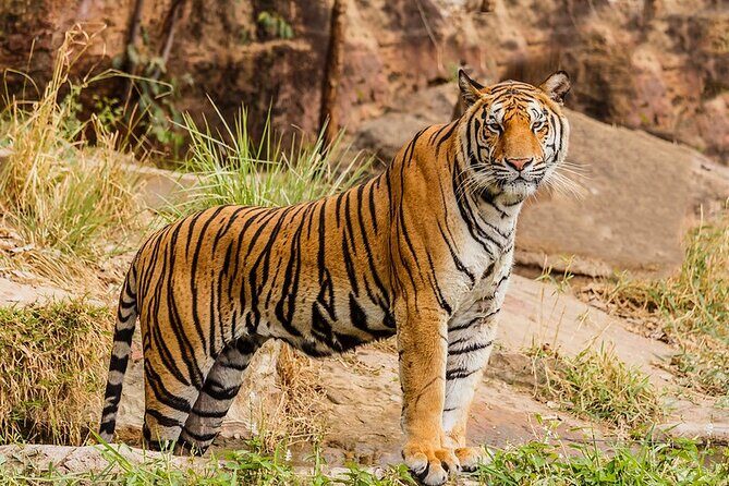 Ranthambhore Tiger Tour of Delhi, Agra, and Jaipur 5 Star Hotel - An In-Depth Look at the Tour Experience