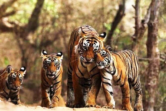 Ranthambhore Tiger Tour of Delhi, Agra, and Jaipur 5 Star Hotel - Who Should Consider This Tour?