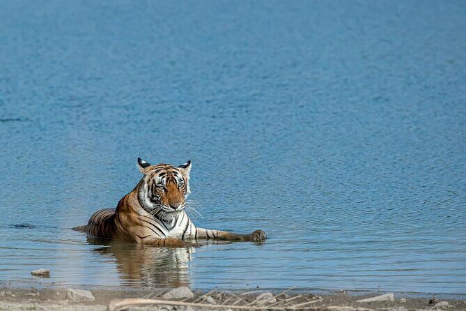 Ranthambore Day Trip from Jaipur with Jeep / Canter Safari - A Detailed Look at the Ranthambore Day Trip from Jaipur