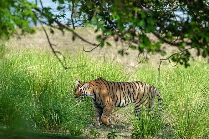 Ranthambore Day Trip from Jaipur with Jeep / Canter Safari - Final Thoughts