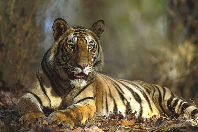 Ranthambore Day Trip from Jaipur with Tiger Safari - A Detailed Look at the Ranthambore Day Trip