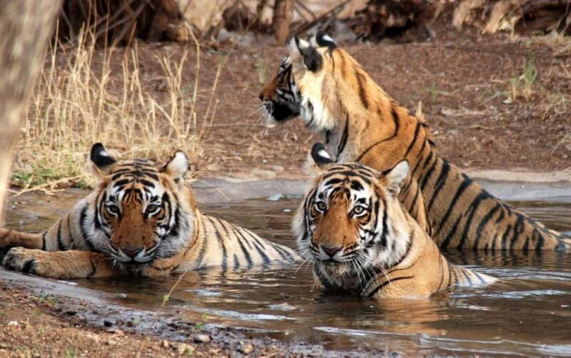 Ranthambore: Evening Wildlife Safari with local Guide - Key Points