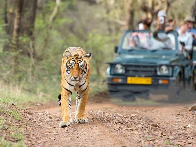 Ranthambore: Evening Wildlife Safari with local Guide - The Sum Up: Is it Worth It?