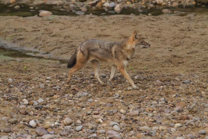 Ranthambore: Evening Wildlife Safari with local Guide - FAQ