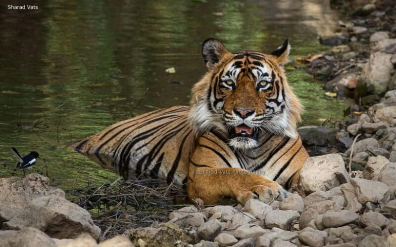 Ranthambore: Guided Safari Tour by Canter or Jeep - Ranthambore: Guided Safari Tour by Canter or Jeep