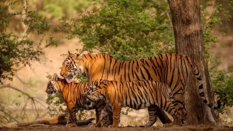 Ranthambore: Guided Safari Tour by Canter or Jeep - Key Points