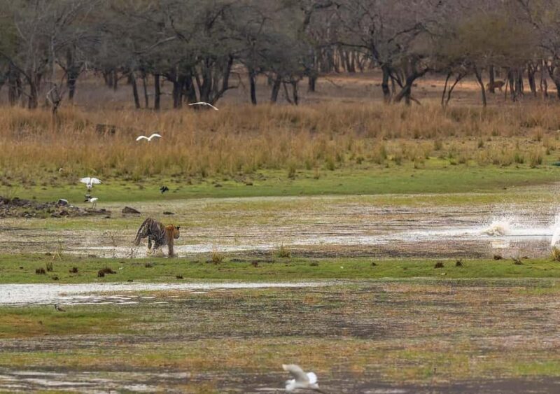 Ranthambore Jungle Safari : Sharing Safari for prime zones - Practical Tips