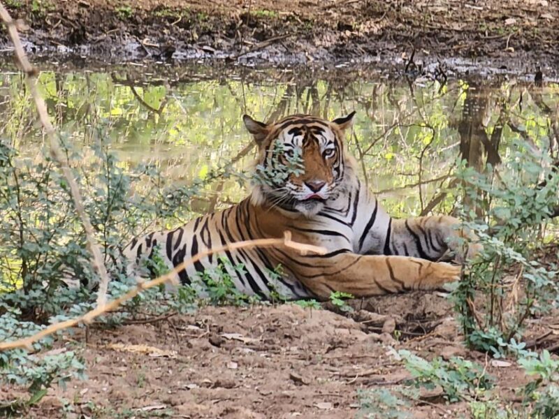 Ranthambore Jungle Safari Trip from Jaipur by Car and Ticket - Key Points