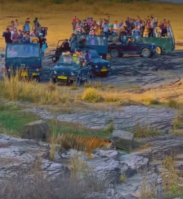 Ranthambore Jungle Safari Trip from Jaipur by Car and Ticket - FAQs