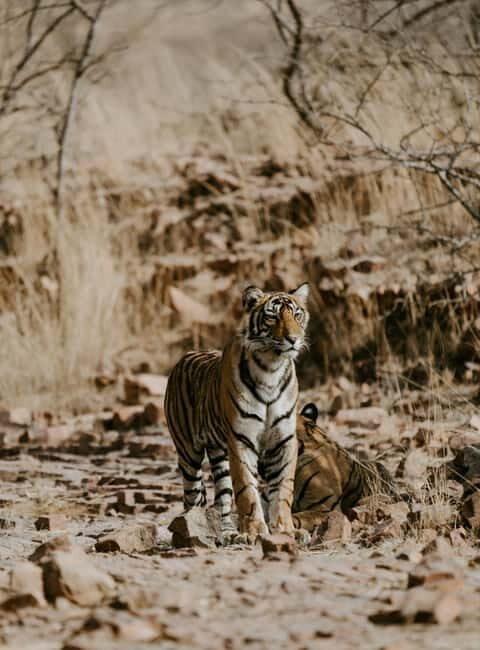 Ranthambore: National Park Guided Jeep or canter Safari - Key Points