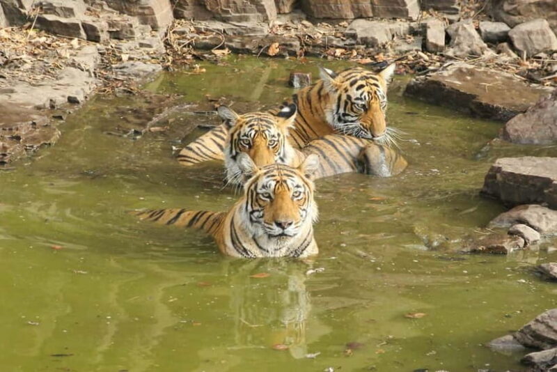 Ranthambore: National Park Guided Jeep or canter Safari - An In-Depth Look at the Ranthambore Safari Experience