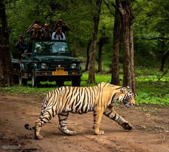 Ranthambore National Park: Jeep or Canter Safari - Who Will Enjoy This Safari?