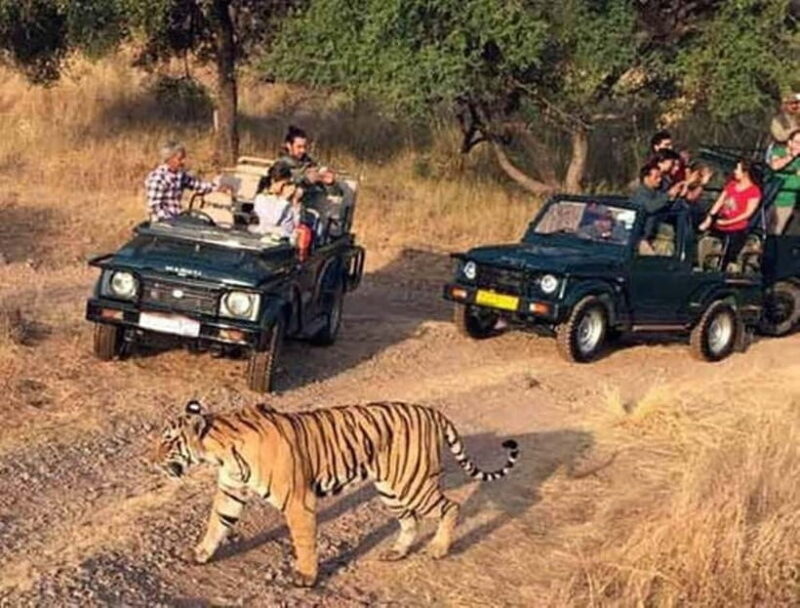 Ranthambore National Park: Jeep Safari from Sawai Madhopur - What to Expect on Your Ranthambore Jeep Safari