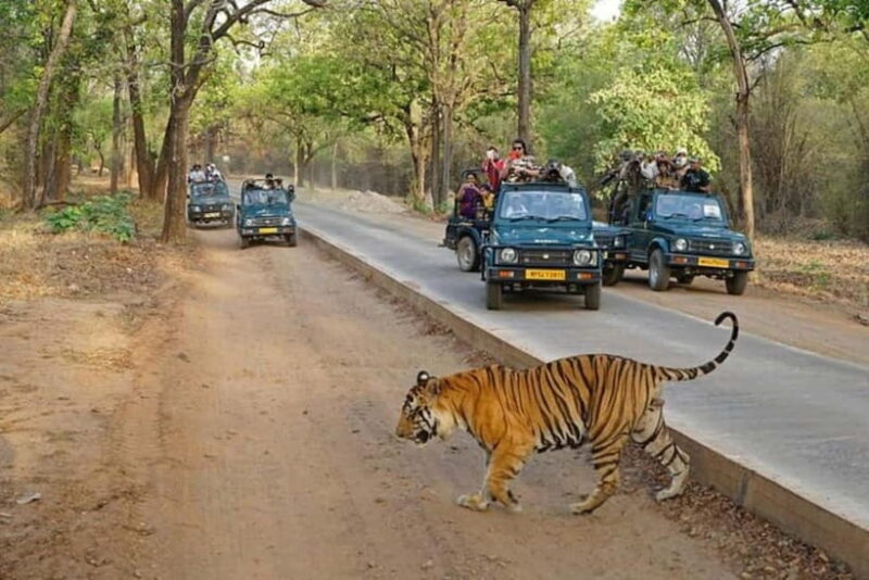 Ranthambore National Park: Jeep Safari from Sawai Madhopur - Who Should Consider This Safari?