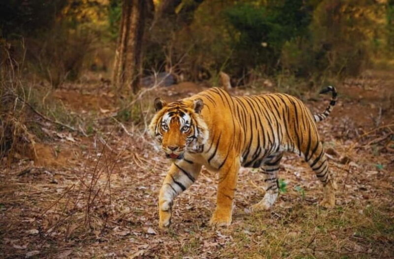 Ranthambore National Park: Jeep Safari from Sawai Madhopur - Frequently Asked Questions