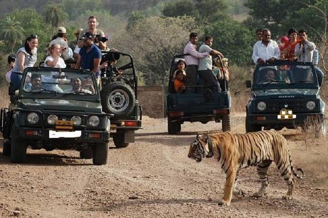 Ranthambore National Park one day safari From Jaipur - In-Depth Review of the Ranthambore Day Safari from Jaipur
