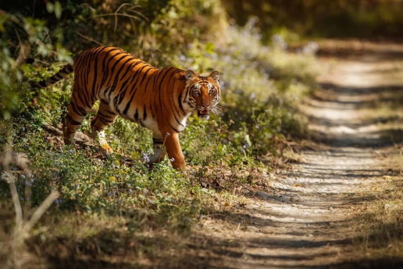 Ranthambore National Park: Safari Ticket with Pickup Option - What to Expect on Your Safari