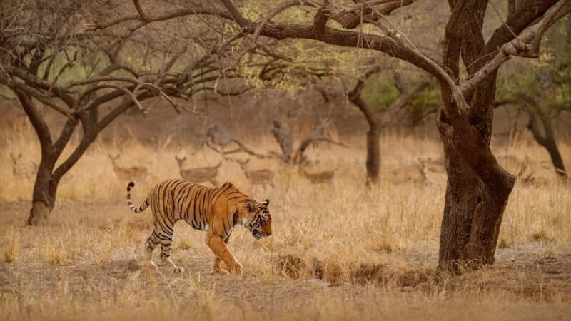 Ranthambore National Park: Safari Ticket with Pickup Option - Authentic Feedback from Travelers