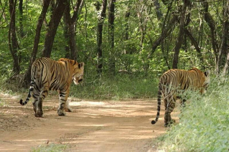 Ranthambore National Park: Safari Ticket with Pickup Option - The Sum Up