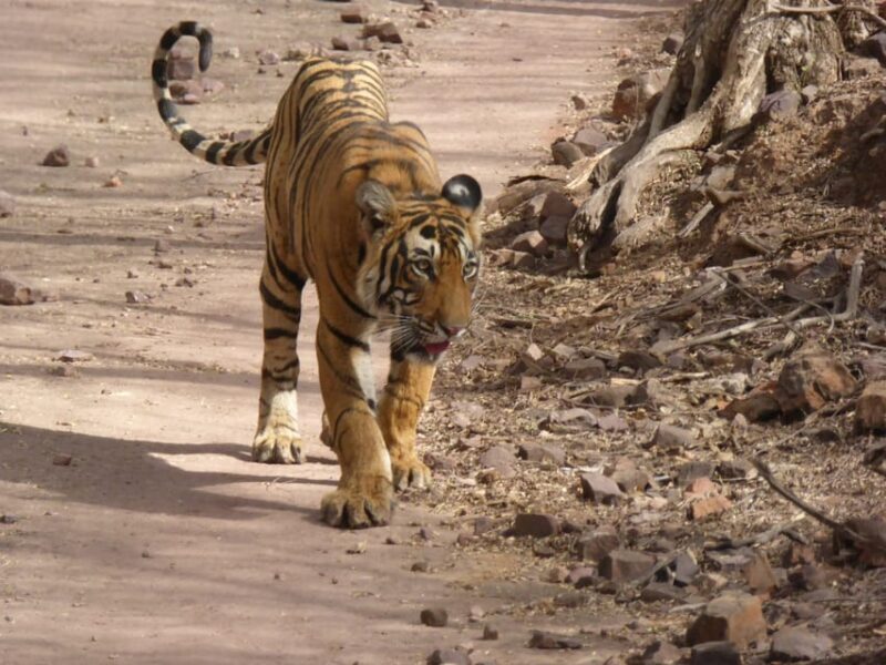 Ranthambore National Park - Key Points