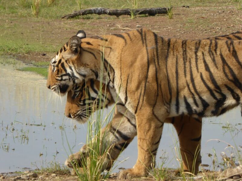 Ranthambore National Park - An In-Depth Look at Ranthambore Safari