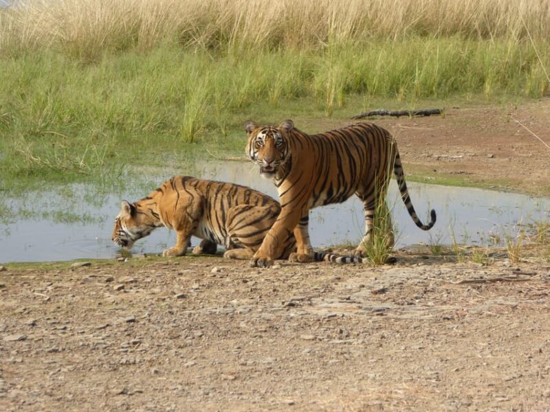 Ranthambore National Park - FAQ