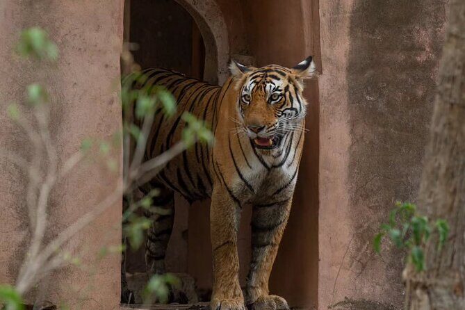 Ranthambore Private Jeep Safari Tour - Key Points