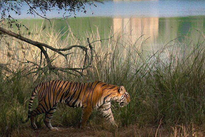 Ranthambore Private Jeep Safari Tour - Frequently Asked Questions