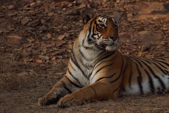 Ranthambore Safari Booking - The Location and Booking Process