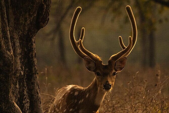 Ranthambore Safari Booking - The Practical Side: Transportation and Logistics