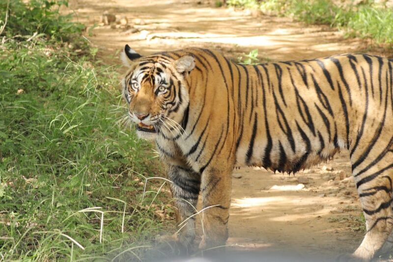 Ranthambore Safari Booking-Sharing Gypsy and Sharing Canter - FAQ